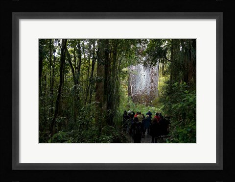 Framed Tane Mahuta, Giant Kauri tree in Waipoua Rainforest, North Island, New Zealand Print