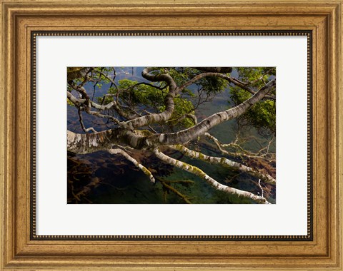 Framed New Zealand, Silver Beech tree branches Print