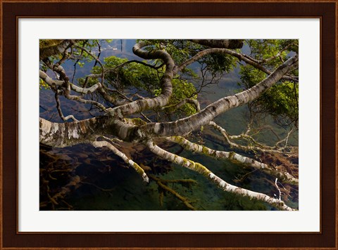 Framed New Zealand, Silver Beech tree branches Print