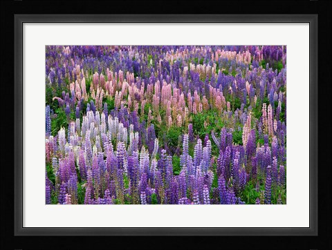 Framed Lupine flowers in Fiordland National Park, South Island, New Zealand Print