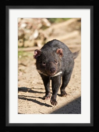 Framed Australia, Tasmanian Devil wildlife Print