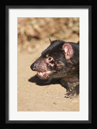 Framed Head of Tasmanian Devil Print