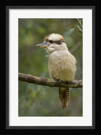 Framed Kookaburra Bird, Tasmania, Australia Print