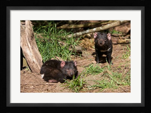 Framed Pair of Tasmanian Devils Print