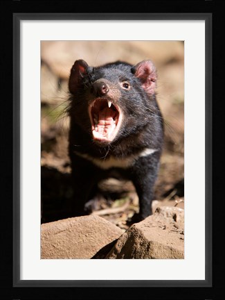 Framed Angry Tasmanian Devil Print