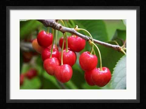 Framed Cherries, Orchard near Cromwell, Central Otago, South Island, New Zealand Print