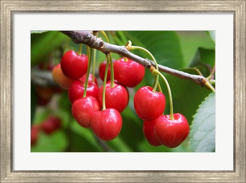 Framed Cherries, Orchard near Cromwell, Central Otago, South Island, New Zealand Print