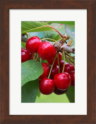 Framed Cherry Orchard, Central Otago, South Island, New Zelaland Print