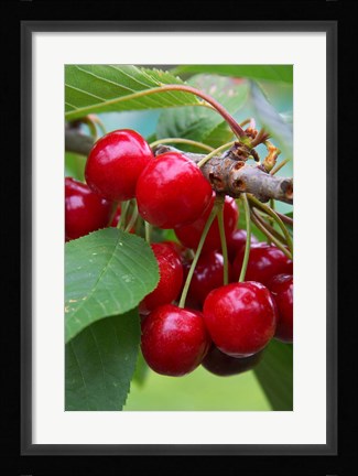 Framed Cherry Orchard, Central Otago, South Island, New Zelaland Print