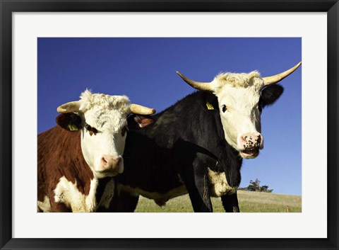 Framed Dairy Cows, New Zealand Print