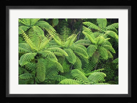 Framed Ferns, AH Reed Memorial Kauri Park, Whangarei, Northland Print