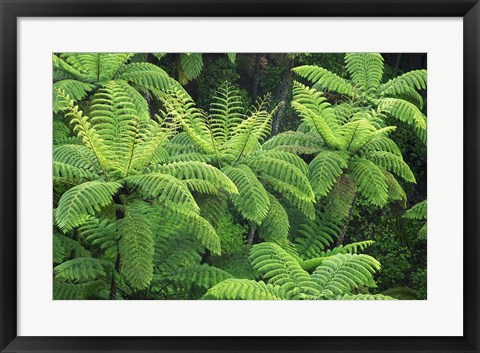 Framed Ferns, AH Reed Memorial Kauri Park, Whangarei, Northland Print