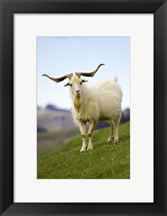 Framed Goat, Taieri, near Dunedin, South Island, New Zealand Print
