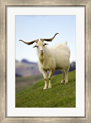 Framed Goat, Taieri, near Dunedin, South Island, New Zealand Print