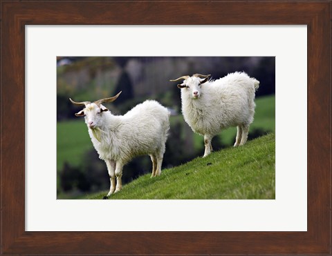 Framed Pair of Goats, Taieri, South Island, New Zealand Print
