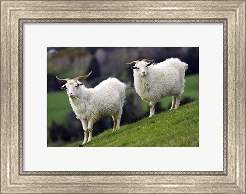 Framed Pair of Goats, Taieri, South Island, New Zealand Print