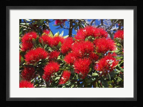 Framed Pohutukawa Flowers Print