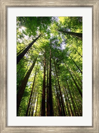 Framed Redwood Forest, Rotorua, New Zealand Print