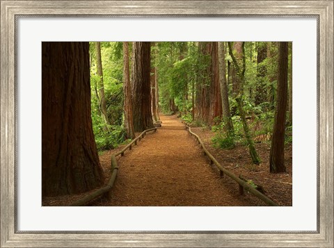 Framed Path through Redwood Forest, Rotorua, New Zealand Print