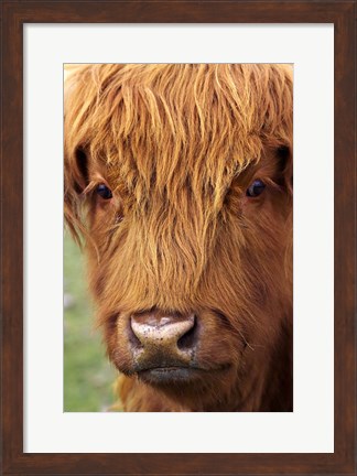 Framed Scottish Cow, Deer Park Heights, Queenstown, South island, New Zealand Print