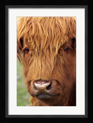 Framed Scottish Cow, Deer Park Heights, Queenstown, South island, New Zealand Print