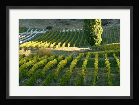 Framed Felton Road Vineyard, Bannockburn, Central Otago, South Island, New Zealand Print