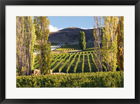Framed Felton Road Vineyard, Bannockburn, South Island, New Zealand Print