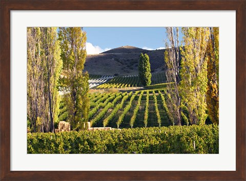 Framed Felton Road Vineyard, Bannockburn, South Island, New Zealand Print
