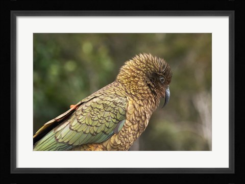 Framed Kea, New Zealand Alpine Parrot, South Island, New Zealand Print