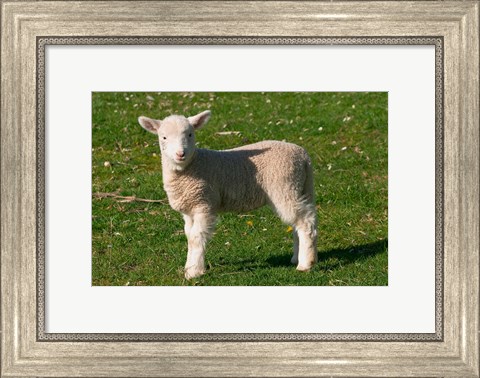 Framed New Lamb, South Island, New Zealand Print