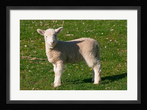 Framed New Lamb, South Island, New Zealand Print