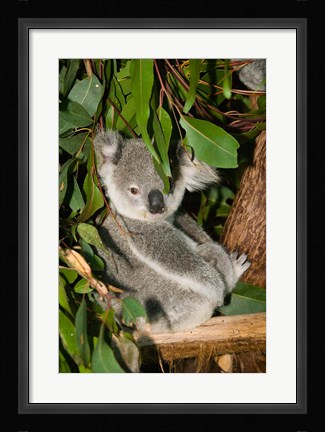 Framed Australia, Brisbane, Fig Tree Pocket, Koala Bears Print