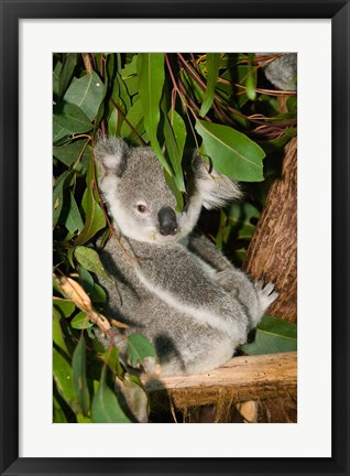 Framed Australia, Brisbane, Fig Tree Pocket, Koala Bears Print