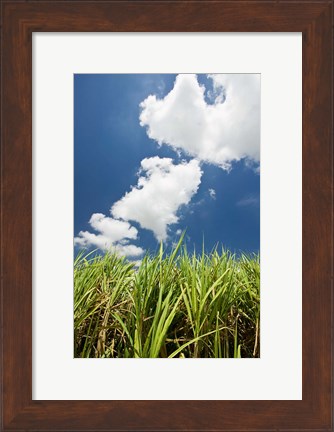 Framed Australia, Whitsunday, Pioneer Valley, Sugar Cane Print