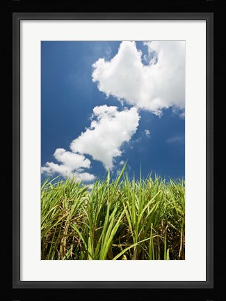 Framed Australia, Whitsunday, Pioneer Valley, Sugar Cane Print
