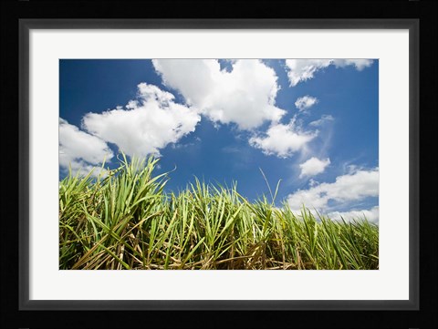 Framed Pioneer Valley-Sugar Cane Field, , Marian, Whitsunday Coast, Queensland Print