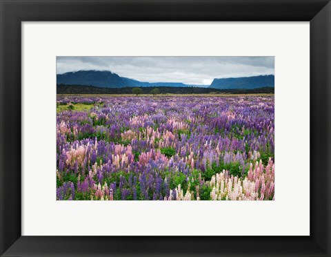 Framed Blooming Lupine Near Town of TeAnua, South Island, New Zealand Print
