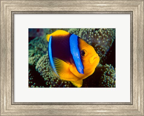 Framed Anemonefish, Great Barrier Reef, Australia Print