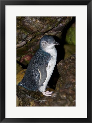 Framed Australia, Bass Strait, Little blue penguin Print
