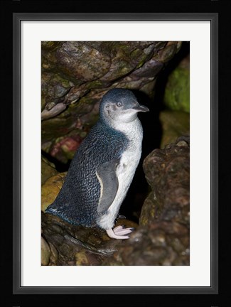 Framed Australia, Bass Strait, Little blue penguin Print