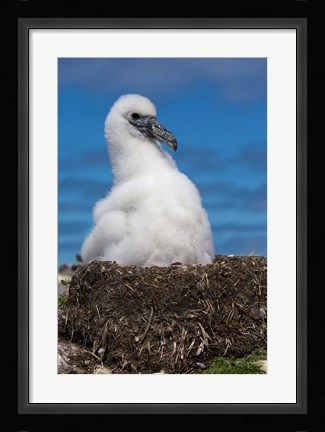Framed Australia, Tasmania, Bass Strait Albatross chick Print