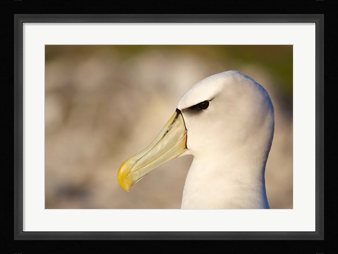 Framed Australia, Tasmania, Bass Strait, Albatross bird head Print