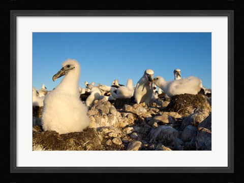 Framed Shy Albatross chick and colony, Bass Strait, Tasmania, Australia Print
