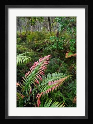 Framed Waipoua Forest, North Island, New Zealand Print