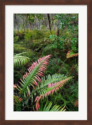 Framed Waipoua Forest, North Island, New Zealand Print