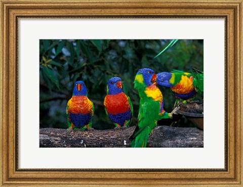 Framed Australia, East Coast,  Lorikeets birds in a row Print