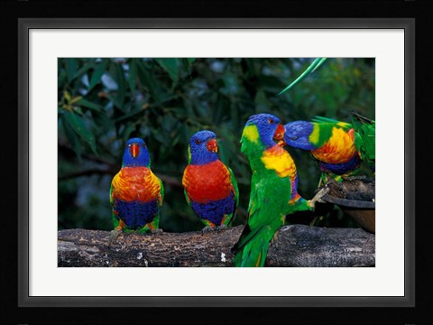 Framed Australia, East Coast,  Lorikeets birds in a row Print