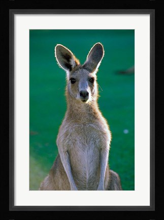 Framed Australia, Yamba Golf Course, Eastern Grey Kangaroo Print