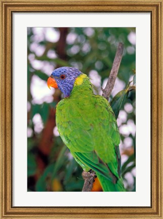 Framed Australia, East Coast Rainbow Lorikeets bird (back view) Print
