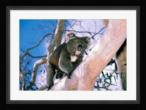 Framed Australia, Kangaroo Isl, Koala bear, eucalypytus tree Print